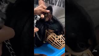 Aggressive Rottweiler Behaviour In Dogs Clinic Bubzee The Male Rottweiler shorts rottweiler [upl. by Shayn832]