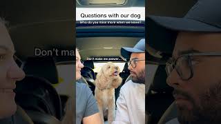 Mini Cockapoo Chooses Between Her Parents with the Cutest Reactions 😳 [upl. by Cohlier]