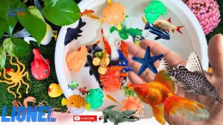 Collection of Cute Animals Videos Synodontis Eupterus Fish Angel Fish Molly fish Frog Goldfish [upl. by Ausoj]