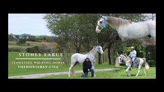 quotMeet Stoney Laruequot Grey Roan Tennessee Walker TWHBEA Gelding For Sale GaitedTrailYouth [upl. by Ahsiam]