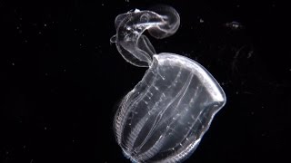 Swallowed Whole  a comb jelly preying on a comb jelly [upl. by Groveman]