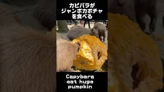 頭をつっこんで食べるカピバラ Capybara eat huge pumpkin shorts [upl. by Kcire]