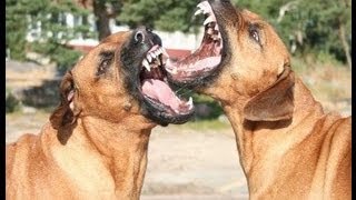 201211 Texas amp Dallas Rhodesian Ridgeback [upl. by Harikahs341]