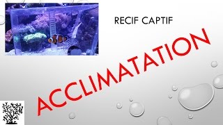 Acclimatation des poissons  Mr Recif Captif 13 [upl. by Nalla]