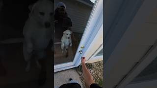 Happy Dance 🐕🐕🐕locksmith lakeconroe landrylocksmith conroetexas triflow shorts [upl. by Atla673]