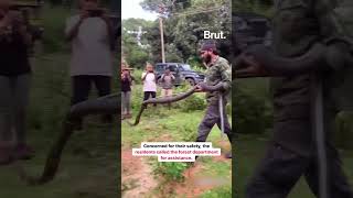 Locals in Agumbe village came facetoface with a massive King Cobra [upl. by Ylevol]