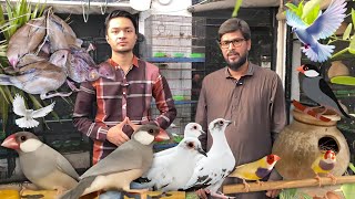 Java Sparrow Gouldian Finch amp Pied Dove Colony Setup – Adnan Bhai Collection [upl. by Streeto]