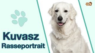 Kuvasz im Rasseportrait Ist die Hunderasse für Anfänger geeignet [upl. by Maxi]