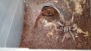 Phlogius Rubiseta Tarantula Mating Unsuccessful [upl. by Eihctir]