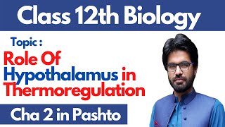 Role of hypothalamus in thermoregulation  pashto  Home of biology [upl. by Aruon]