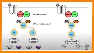 Signal Transduction Pathways GProtein Receptor Tyrosine Kinase cGMP [upl. by Acirne205]