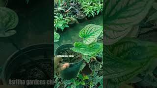 Caladium plant collection caladium gardenplants lowlightplant lowmaintenanceplants [upl. by Gudrun]