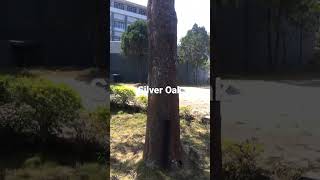 Giant Oak Tree  Silver Oak  Grevillea robusta tree youtubeshorts shorts shortvideo [upl. by Aney473]