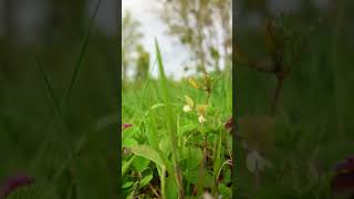 Livada je u proljeće jednostavno predivna nature naturevideo mobilevideo happyday [upl. by Sivrat]