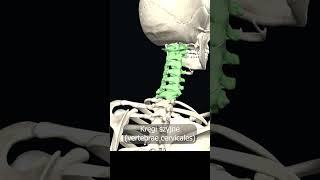 Kręgi szyjne vertebrae cervicales uczymy razem shorts anatomia medycyna 3d anatomy [upl. by Eelarual]