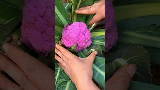 Beautiful nature and fresh cauliflower harvest gardenplants satisfying freshharvest [upl. by Socrates]