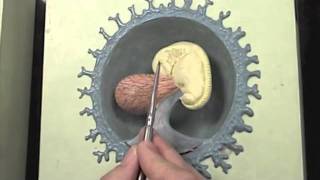 Early stages of human embryo modelmov [upl. by Ahsemrac]