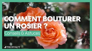 Comment bouturer un rosier   Truffaut [upl. by Grodin]