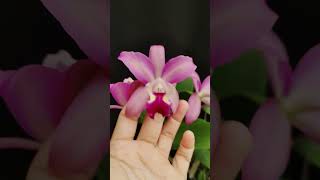 Cattleya Hawaiian Wedding Song x Landate anggrek orquideas [upl. by Yrrah36]