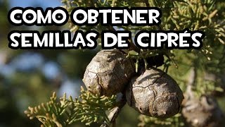 Como obtener Semillas de Ciprés 🌲  La Huerta de Ivan [upl. by Luehrmann]