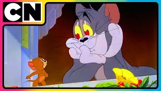 Tom and Jerry 😺🐭 Bachelorate for Toodles  Compilation  Cat and Mouse  cnindia [upl. by Olecram]