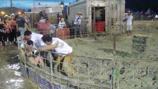 Pig Wrestling at 2010 Teton County Fair [upl. by Audsley]