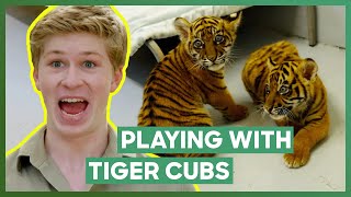 Robert Irwin Plays With Three Tiger Cubs  Crikey Its The Irwins [upl. by Siroled]