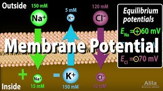 Membrane Potential Equilibrium Potential and Resting Potential Animation [upl. by Cyler]