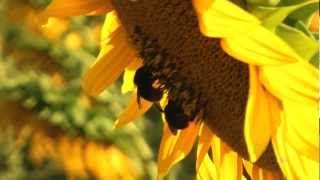 Sunflowers and Lavender at Marzabotto Italy [upl. by Oznol860]