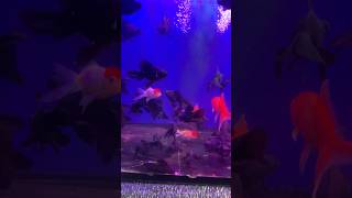 Telescope fish aquarium aquariumfish [upl. by Jocko]