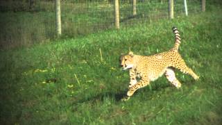 Cheetahs In Slow Motion [upl. by Tadich]