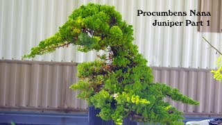 88 Procumbens Nana Juniper Part 1 [upl. by Ardnosak]