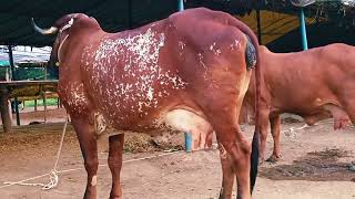 टॉप 4 गीर गाय का एक साथ वीडियो गीर गाय फॉर सेल 9340779294 गीर top 4 gir cow ka ek sath video gir [upl. by Frye]