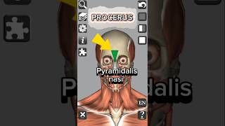 Anatomy  Procerus muscle medical 3d anatomy head neck shorts [upl. by Ariaec]