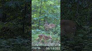 Mama whitetaildeer nationalforest [upl. by Eek]