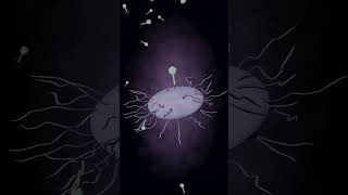 Bacterial immune systems against virusesphages blender science bacteria phage [upl. by Yaeger362]