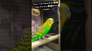 Ye Kya Hua 😱⚠️ parrot macaw amazingfacts viral budgie birds lovebirds budgey animals [upl. by Genny]