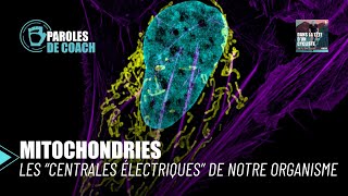 Mitochondries  les centrales électriques de notre organisme [upl. by Shiau]