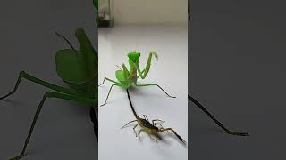 Praying Mantis vs Scorpion insects mantis scorpion animals [upl. by Vasta306]