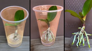 This tip helps orchids quickly take root and produce young leaves [upl. by Yesima]