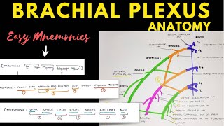 Brachial Plexus Anatomy  Easy Mnemonic  Upper Limb Anatomy [upl. by Aicinoid]