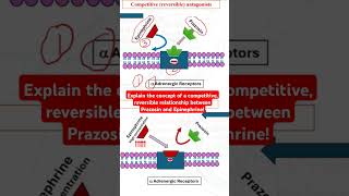 Competitive reversible relationship between prazosin and epinephrine [upl. by Cormack787]