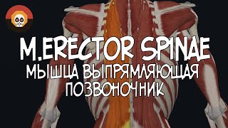 Мышца выпрямляющая позвоночник merector spinae 3D Анатомия [upl. by Nicolai]