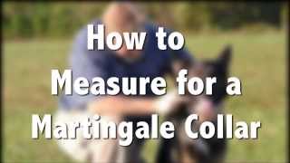 How to Measure for a Martingale Dog Collar [upl. by Kerns]