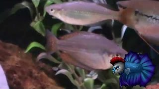 Australian Rainbow Fish SexingTell the Genders Easily Here [upl. by Ycrad]