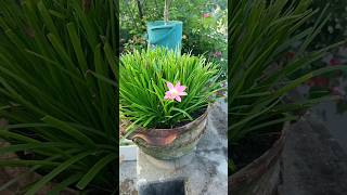 Rain Lily flower plant 🪷🪷 lizaaktar garden minivlog [upl. by Bendick]