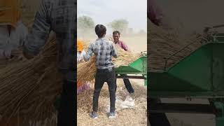 wheat is being threshed wheat gaon gaonkishanti shortvideo youtubeshorts [upl. by Marshal640]