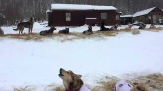 Aliy Zirkles dogs howling at the Takotna Checkpoint [upl. by Yregerg360]