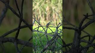 Capturing The Majesty Of Kingfishers Through Photography wildlifefilmmaker nature birdslover [upl. by Baynebridge202]