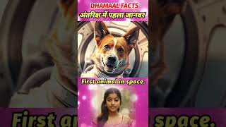 Laika was the first animal in space facts animals factsinhindi dhamaalfacts [upl. by Cissiee]